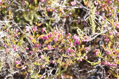 Erica multumbellifera