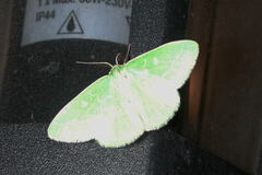 Thetidia smaragdaria