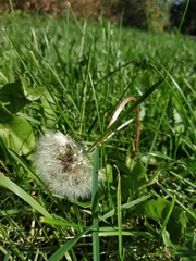 Taraxacum officinale