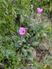 Cistanthe grandiflora