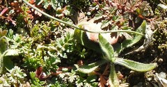 Erodium cicutarium
