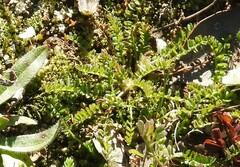Biserrula pelecinus