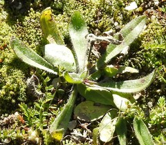 Plantago lagopus