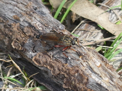 Zosteria sydneensis