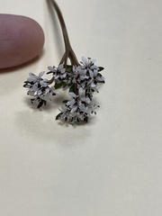 Erigenia bulbosa