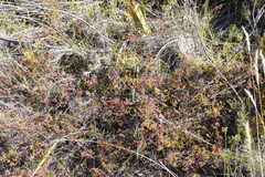 Erica multumbellifera