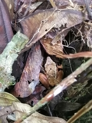 Pristimantis thectopternus