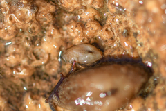 Striarca lactea