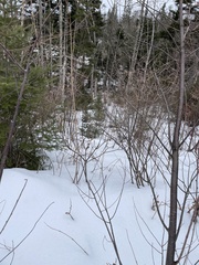 Viburnum lantanoides