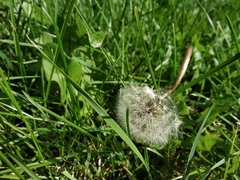 Taraxacum officinale