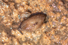 Striarca lactea