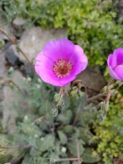 Cistanthe grandiflora