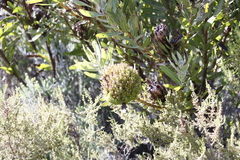 Protea witches broom phytoplasma