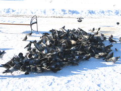 Columba livia domestica