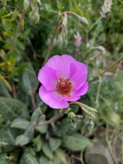 Cistanthe grandiflora