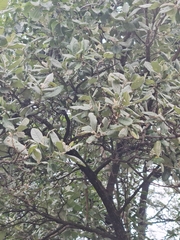 Brachylaena rotundata