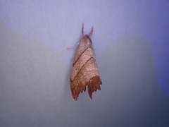 Drepana bilineata
