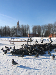 Columba livia domestica