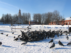 Columba livia domestica