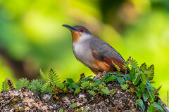 Coccyzus longirostris