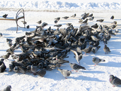 Columba livia domestica