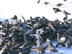 Columba livia domestica