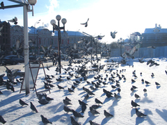 Columba livia domestica