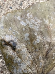 Calopadia subcoerulescens