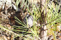 Hakea gibbosa