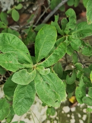 Solanum campylacanthum