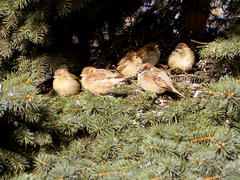 Passer domesticus