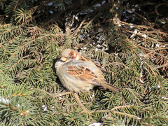 Passer domesticus