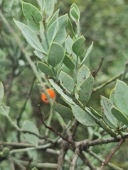Osyris lanceolata
