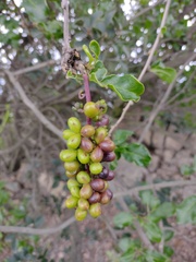 Anisomeria littoralis