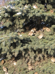 Passer domesticus
