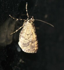 Crasilogia gressitti