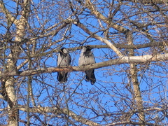 Corvus cornix