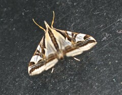 Agrioglypta excelsalis