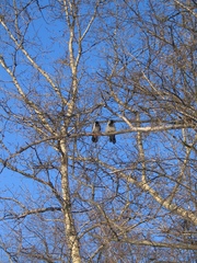 Corvus cornix