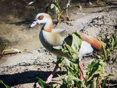 Alopochen aegyptiaca