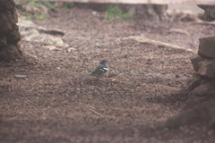 Fringilla coelebs canariensis