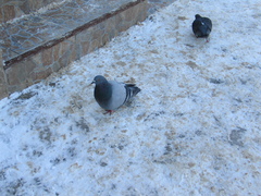 Columba livia domestica