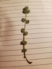 Sanguisorba verrucosa