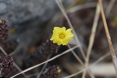 Oxalis megalorrhiza