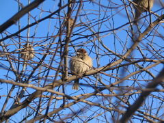 Passer domesticus
