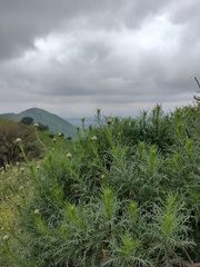 Plectocephalus chilensis