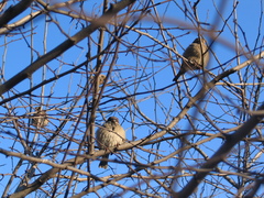 Passer domesticus