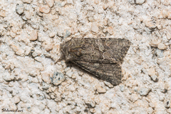 Dryobotodes carbonis