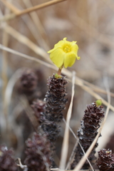 Oxalis megalorrhiza