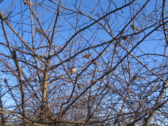 Passer domesticus
